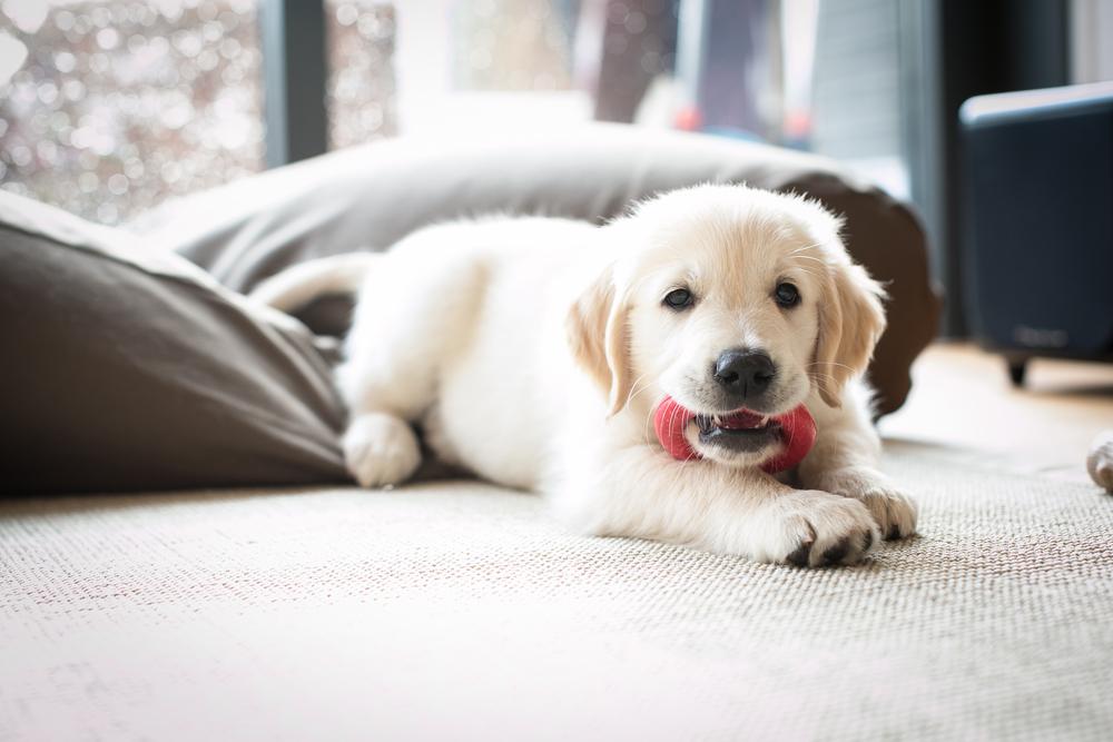 When does a shop puppy stop whining